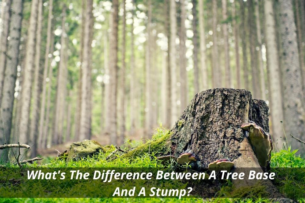 Image presents what's the difference between a tree base and a stump?