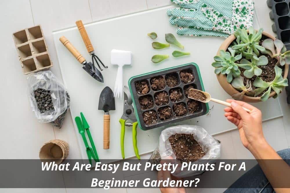 Image presents What Are Easy But Pretty Plants For A Beginner Gardener and Landscaper Near Me