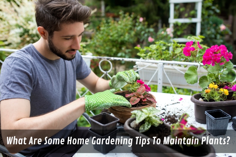 Image presents What Are Some Home Gardening Tips To Maintain Plants