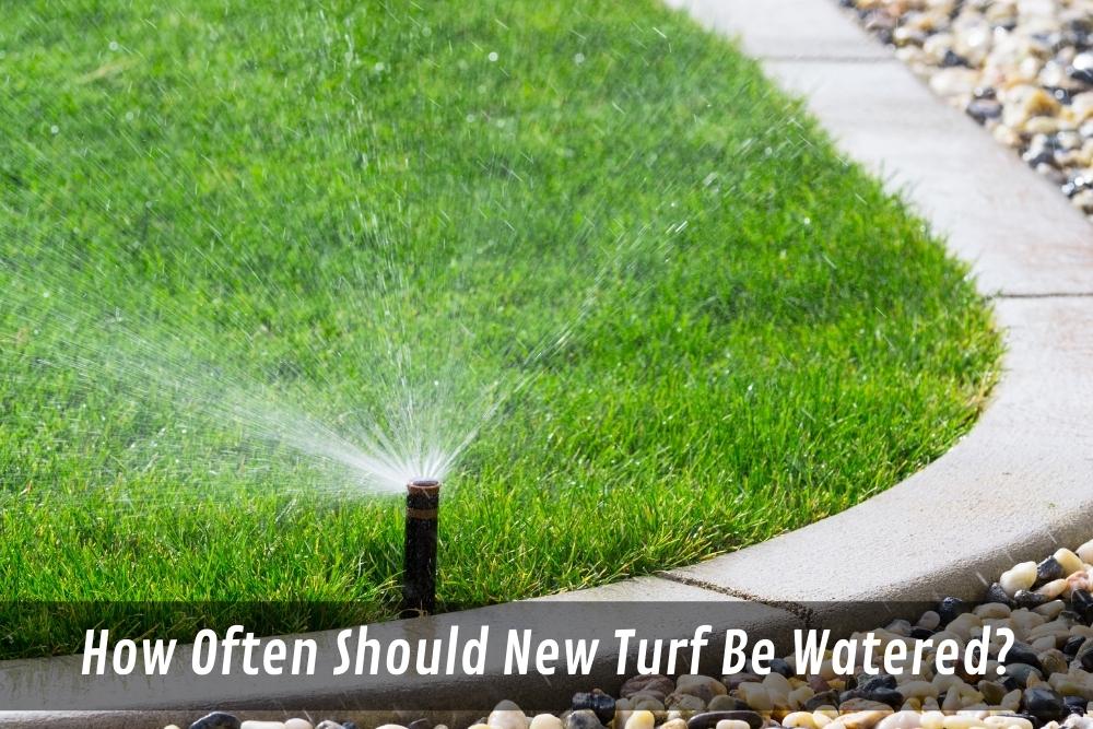 Image presents How Often Should New Turf Be Watered