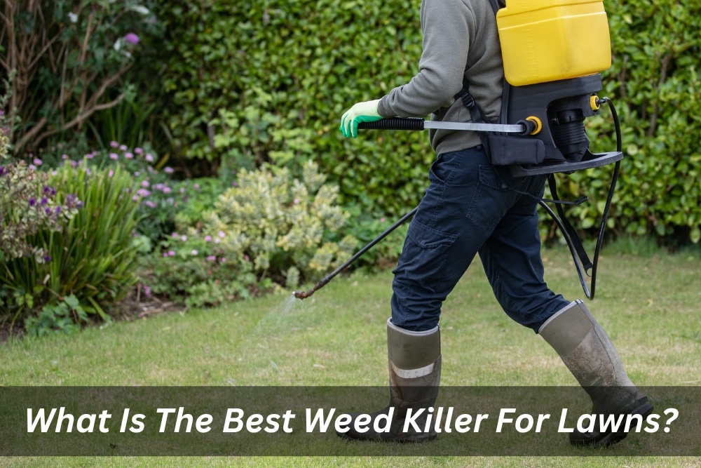 Image presents What Is The Best Weed Killer For Lawns