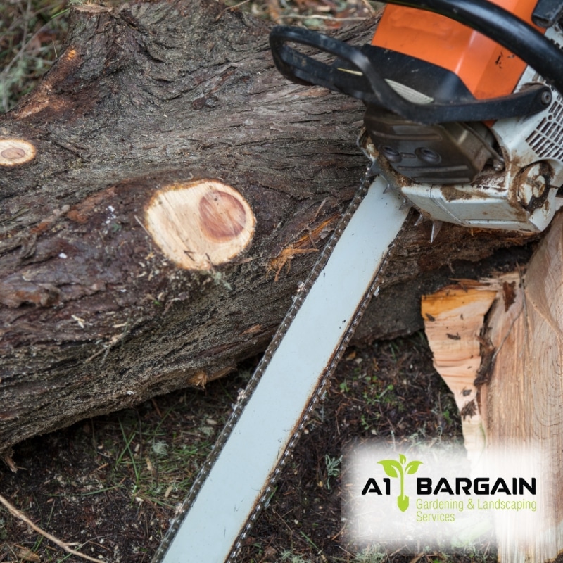 Image presents Looking for Reliable Tree Lopping Near You? Trust Our Expert Service!