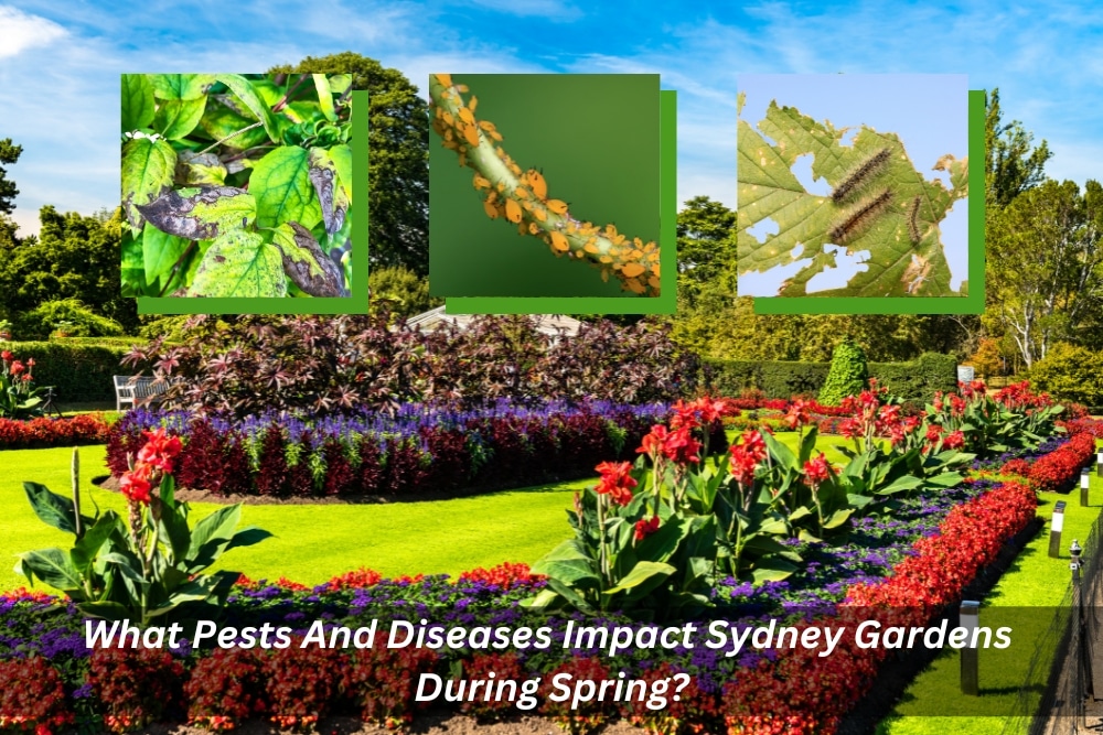 Image presents What Pests And Diseases Impact Sydney Gardens During Spring