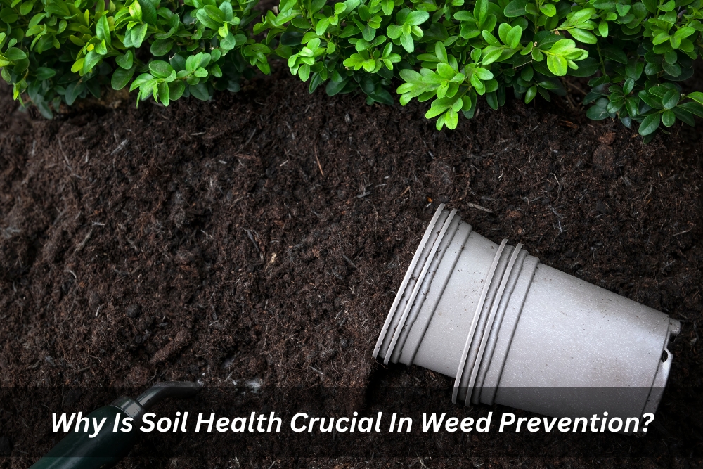 Image presents Why Is Soil Health Crucial In Weed Prevention