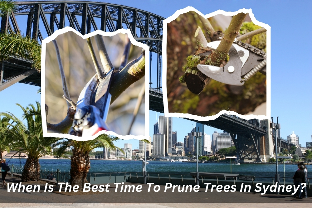 Image presents When Is The Best Time To Prune Trees In Sydney