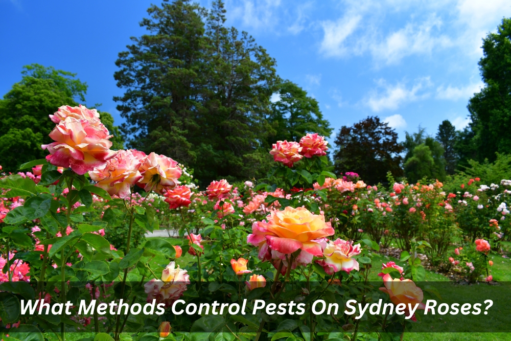 Image presents What Methods Control Pests On Sydney Roses