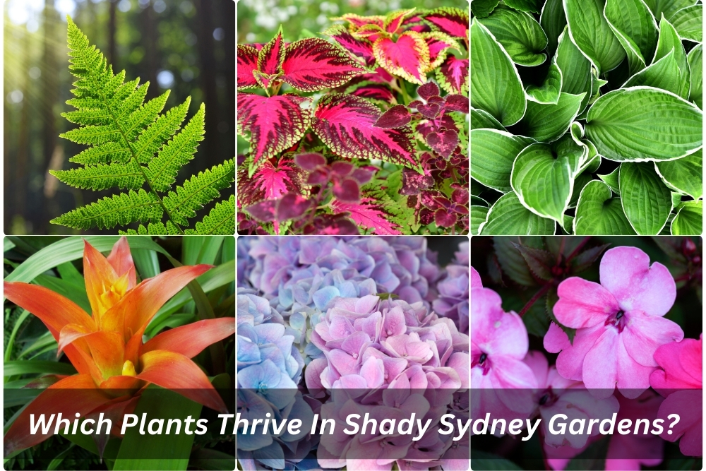 Image presents Which Plants Thrive In Shady Sydney Gardens