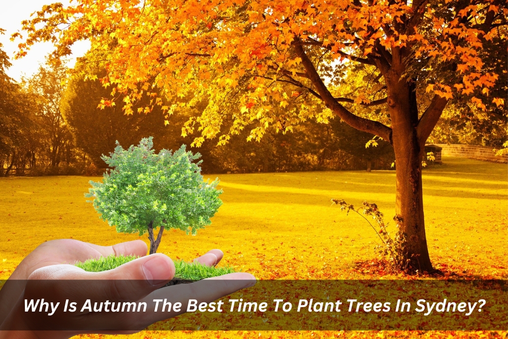 Image presents Why Is Autumn The Best Time To Plant Trees In Sydney