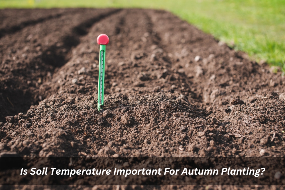 Image presents Is Soil Temperature Important For Autumn Planting