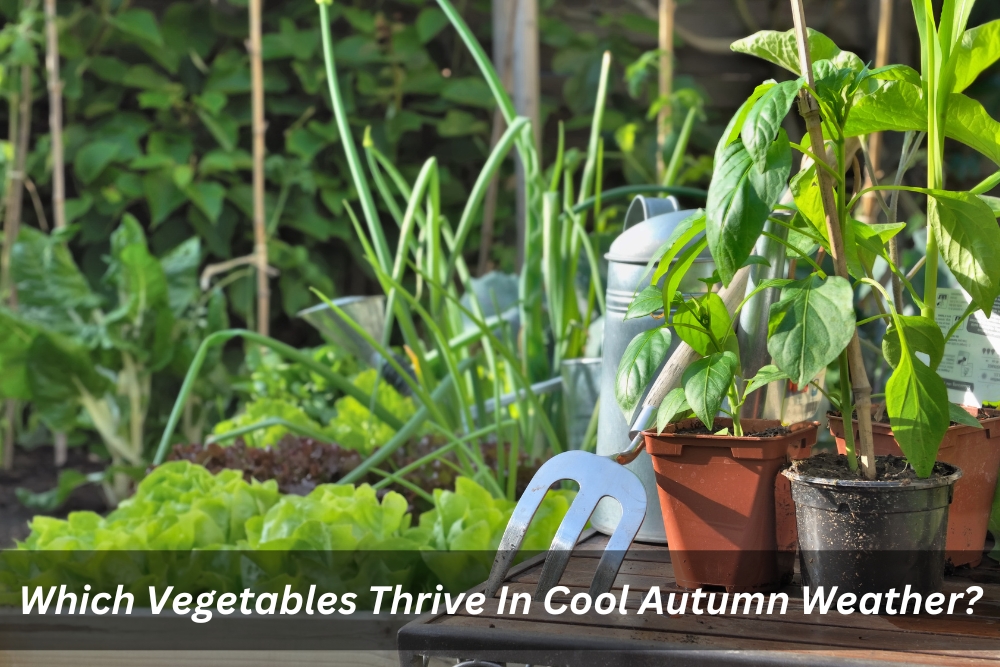 Image presents Which Vegetables Thrive In Cool Autumn Weather