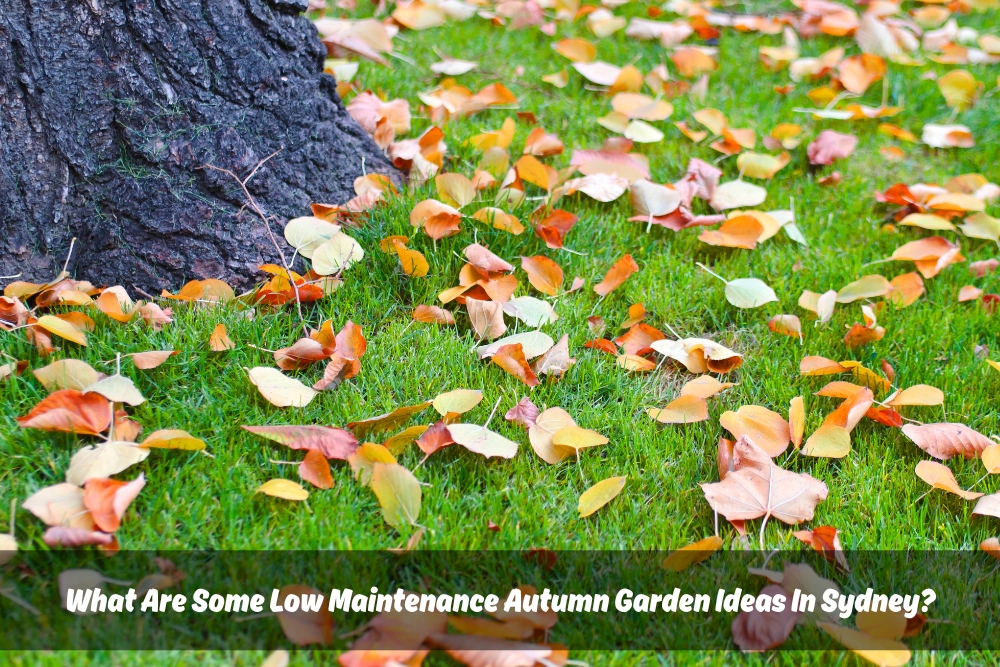 Image presents What Are Some Low Maintenance Autumn Garden Ideas In Sydney