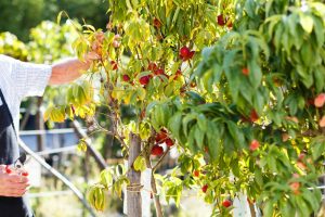 Image presents Which plants benefit most from winter pruning