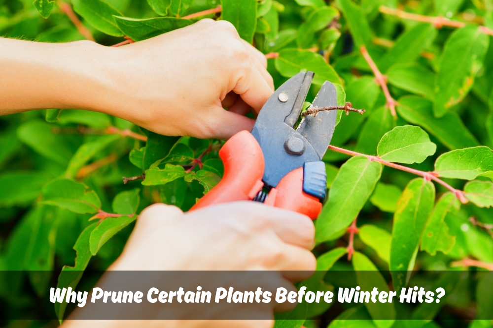 Image presents Why Prune Certain Plants Before Winter Hits
