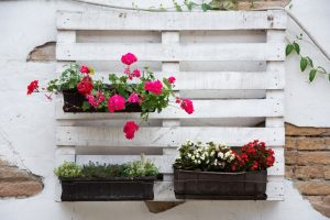 A white vertical pallet garden with three hanging planters made from recycled materials. The planters contain colourful flowers, creating a vertical garden suitable for a sunny brick wall. This image showcases a vertical pallet garden made from repurposed wood and featuring flowering ivy geraniums for a colourful patio display.