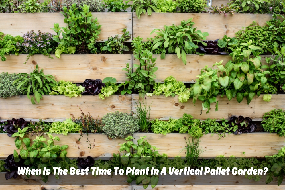 A vertical pallet garden filled with green plants and herbs. This image showcases a space-saving way to grow fresh produce at home.