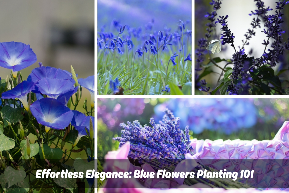 Collage of vibrant blue flowers including morning glories, lavender, and other blue blooms in a garden setting. The text overlay reads 'Effortless Elegance: Blue Flowers Planting 101,' emphasizing tips and techniques for planting 'blue flowers' effectively.