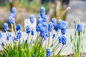 Close-up of vibrant blue flowers in a garden, featuring clusters of grape hyacinths with green stems and leaves. The background includes a blurred natural setting with wooden elements, emphasizing the beauty and appeal of "blue flowers" in a garden landscape.