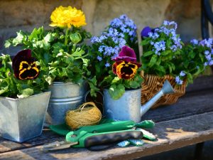 Simple landscape design with potted pansies, yellow flowers, a watering can, gardening tools, and a basket of blue flowers.