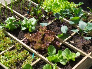 Raised bed vegetable garden landscape with various leafy greens, organised in a grid layout to maximise space efficiency.