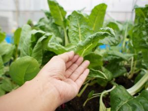 Close-up of a hand inspecting leafy greens in a vegetable garden landscape, focusing on healthy plant growth management.