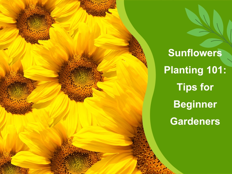 Bright yellow sunflowers with green leaves and text overlay 'Sunflowers Planting 101: Tips for Beginner Gardeners' on a green background.