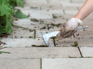 Gardener maintaining paving with stones, using a tool to remove weeds between square stone slabs in a garden pathway.