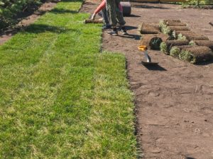 A close-up image of a lawn showing signs of turf stress, including brown patches and a lack of green colour.