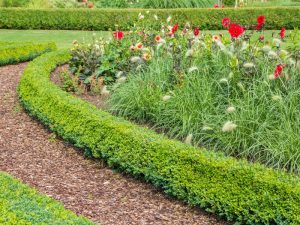 Beautifully maintained garden featuring mulch alternatives and hedges to enhance landscape design and reduce maintenance.