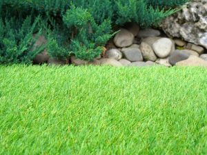 Yellowing and browning patches of lawn grass, indicating potential turf stress.