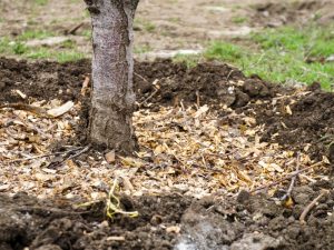 Image of mulch material spread over sandy soil to help retain moisture and suppress weeds.