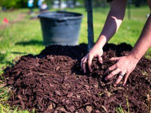 A close-up of mulch covering garden soil, demonstrating the ideal mulch thickness for healthy plants.