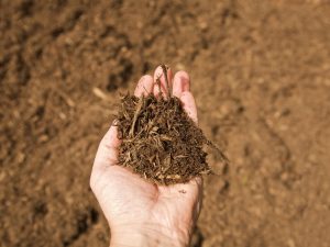 Applying mulch to a sandy garden bed for better water retention.