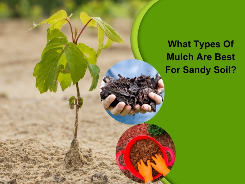 Organic mulch improving soil health and moisture retention in sandy soil.