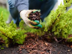 A close-up of mulch spread evenly over a garden bed, demonstrating the ideal mulch thickness for healthy plant growth.