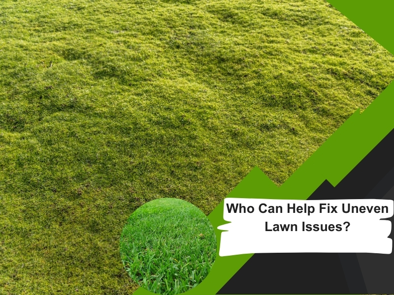 A bumpy, uneven lawn in need of levelling and repair. Fix uneven lawn.