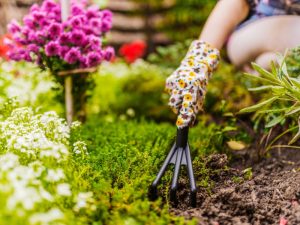 Gardener improving poor soil with a small rake tool to promote healthy plant growth in a vibrant garden.