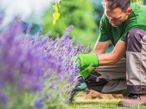 Professional service for managing problematic weeds in gardens, ensuring a healthy, weed-free outdoor space.