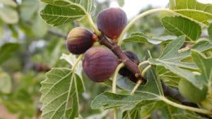 image presents Fig Tree Pruning in Sydney