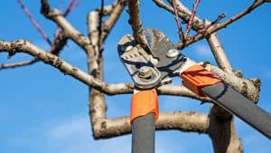 image present Fruit Tree Pruning Services