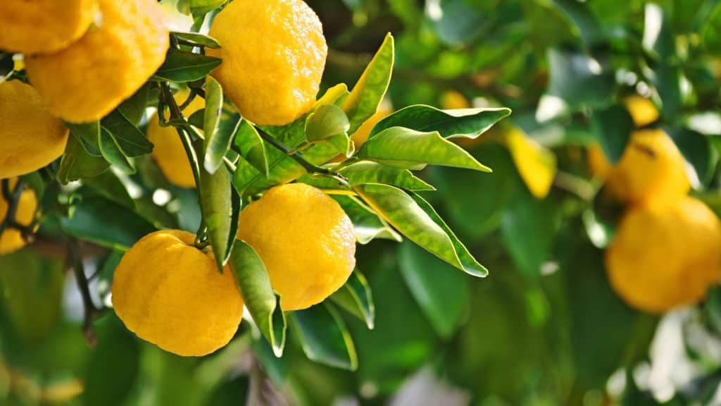 image presents Professional Citrus Tree Pruning services in Sydney