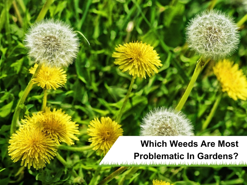 A field of bright yellow dandelions, a common and problematic weed in Australian gardens.