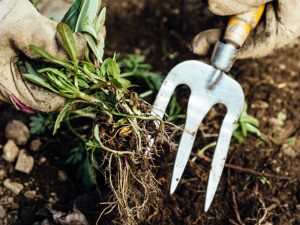 A gardener's gloved hand pulls a problematic weed with a deep root system out of the soil using a hand fork.