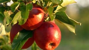 image presents Apple Tree Pruning by A1 Gardening & Landscaping Sydney