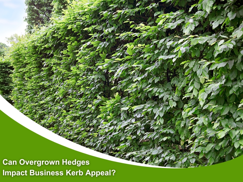 A thick, overgrown hedge with a text overlay asking if overgrown hedges impact business kerb appeal, highlighting maintenance concerns.