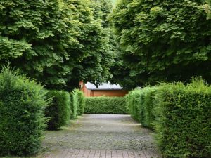 A pathway lined with overgrown hedges and trees, demonstrating how dense foliage can affect accessibility and visual appeal.