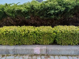 Hedge losing leaves and looking sparse in summer.