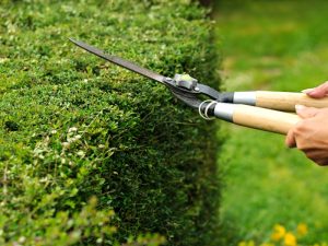 Summer hedge trimming: dealing with a hedge losing leaves.