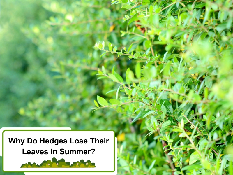 Close-up of a hedge losing leaves in summer.