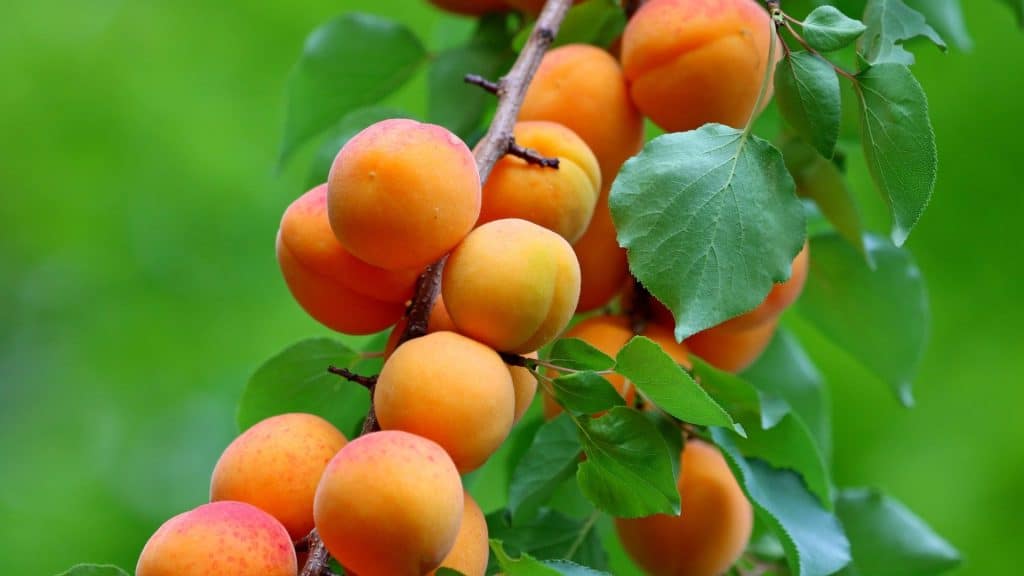 image presents apricot tree pruning by A1 Gardening & Landscaping Sydney