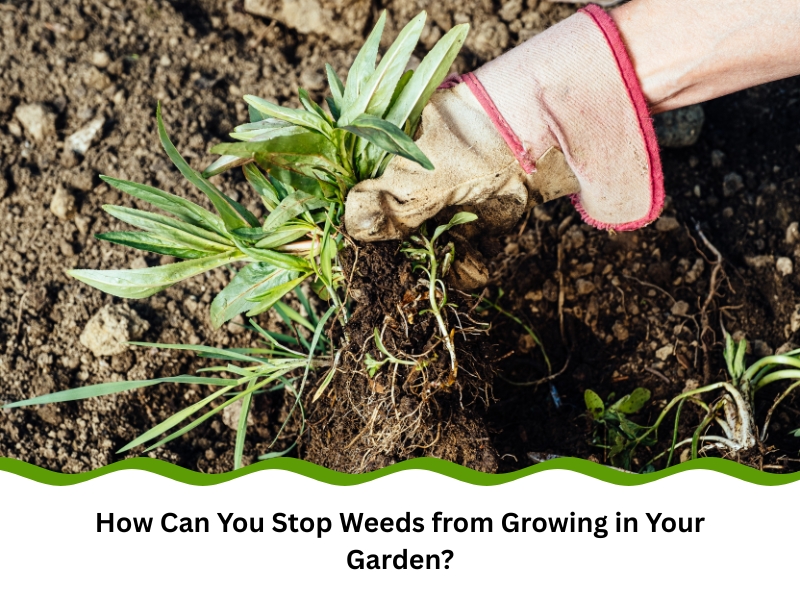 A gloved hand pulls weeds from dark soil, illustrating how to stop weeds from growing in your garden.